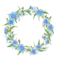 Obraz premium Watercolor illustration floral frame composition with blue chicory blossom flowers on branches wreath on the white background for invite and greeting card with the space for text