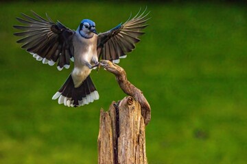Blue Jay in flight to a branch