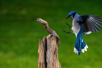 blue jay bird