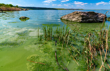 Eutrophication of the Khadzhibey estuary, blooms in the water of the blue-green algae Microcystis aeruginosa