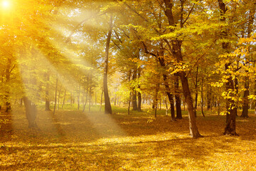 Bright sunlight in autumn park.