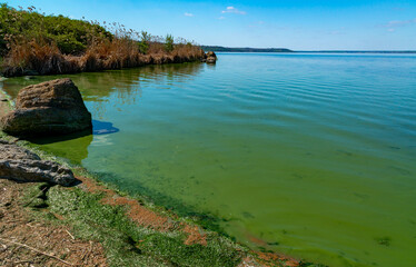 Eutrophication of the Khadzhibey estuary, blooms in the water of the blue-green algae Microcystis...