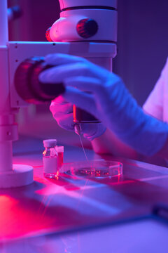 Scientist embryologist works with biomaterial