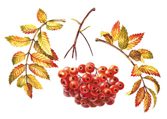 A set of elements of autumn mountain ash. fruits, leaves and a branch. The watercolor is hand-drawn. Artistic, color, colorized illustration. Isolate. For composing decorations, labels, packages.