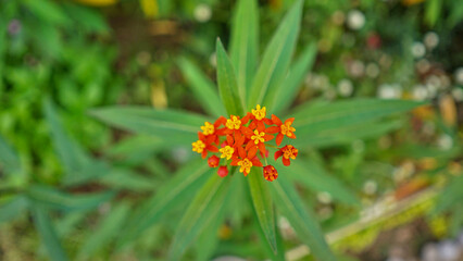 orange flower in the garden