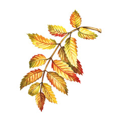 Leaves of autumn mountain ash. The watercolor is hand-drawn. Artistic, color, colorized illustration. Isolate. For composing compositions, frames, decorations, labels, packages. For printed products.