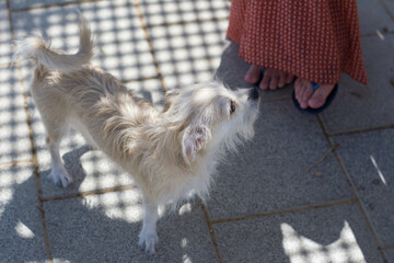 adorable little blond dog on walking sunny day