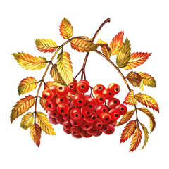 Autumn mountain ash. Rowan fruits. The watercolor is hand-drawn. Artistic, color, colorized illustration. Isolate. For labels, packages. For calendars, printed product. For sticker, poster and banner