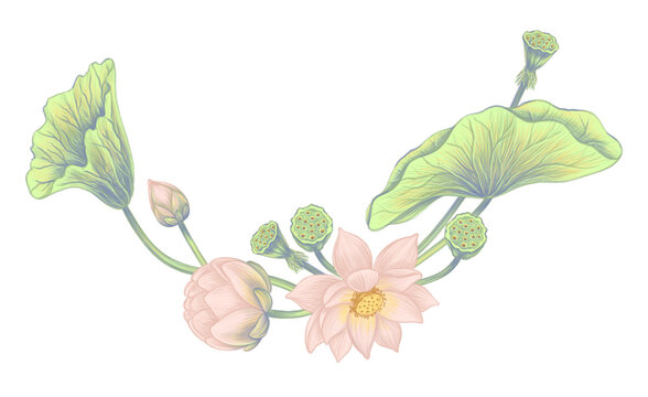 Lotus flowers and leaves Botanical gentle hand drawn  Pink flower buds Floral  border