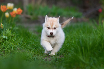 Cute husky puppies in the garden near the tulip flowers