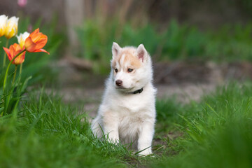 Cute husky puppies in the garden near the tulip flowers