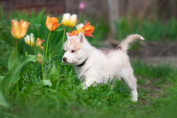 Naklejka na ściany i meble Cute husky puppies in the garden near the tulip flowers
