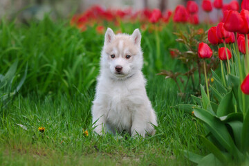 Cute husky puppies in the garden near the tulip flowers