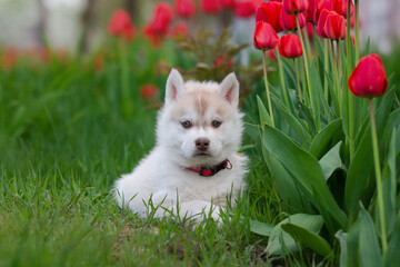 Cute husky puppies in the garden near the tulip flowers