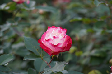 pink rose