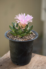 Ariocarpus Fissuratus cactus with pink flower