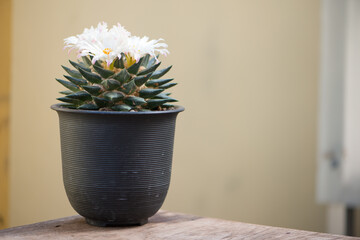 Ariocarpus sp. cactus with white flower