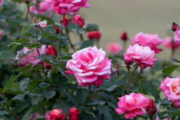 pink rose bush