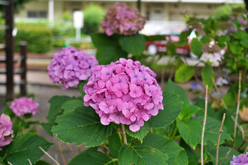 pink hydrangea flowers
