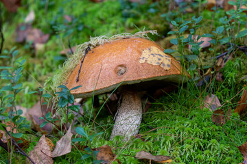 Mushroom moss and autumn leaves
