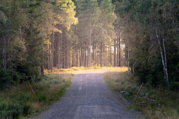 Road leading to bend and clearing with soft light from evening sun