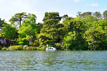 swan boat on the lake