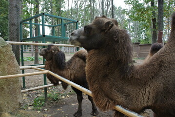 camel in the zoo