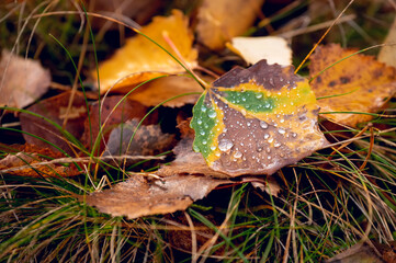 fallen dry poplar leaves in raindrops on the ground.
