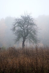 misty morning in the forest