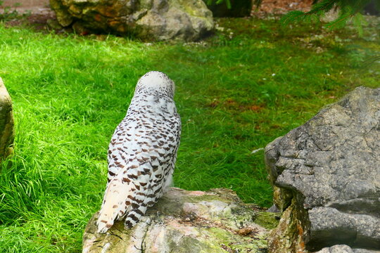 Schnee-Eule im Wildpark