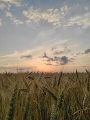 Obraz premium wheat field at sunset