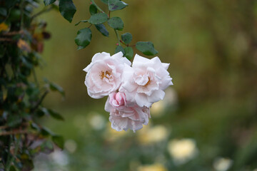 pink rose flowers