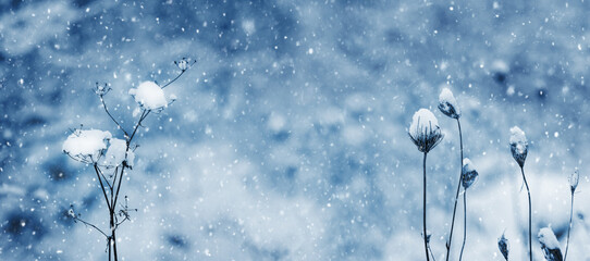 Winter background with dry plants covered with snow on blurred background during snowfall, copy...