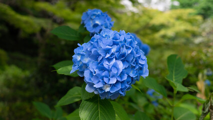 blue hydrangea flower