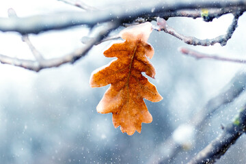 An oak branch with a dry ice-covered leaf in the forest during a snowfall