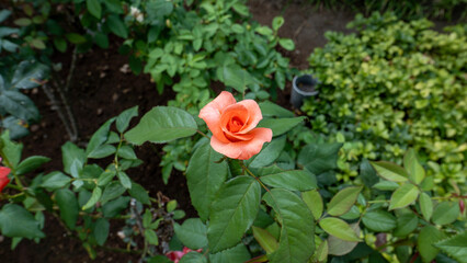 red rose in the garden