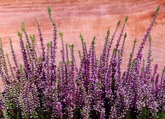 Heather plants in front of a wooden background in close up . Calluna vulgaris.