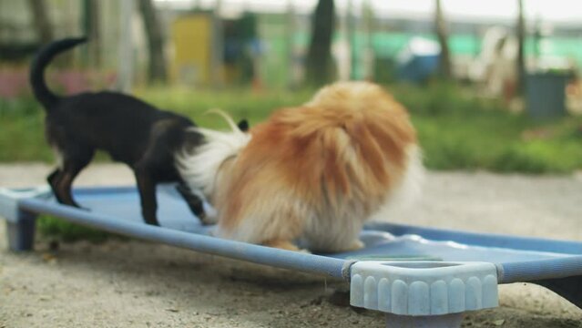 During play time at the doggie daycare center, a puppy and a Pomeranian Spitz play together