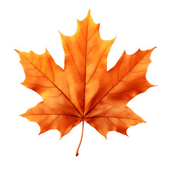 Maple leaf autumn isolated with transparent background 