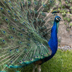 peacock portrait 