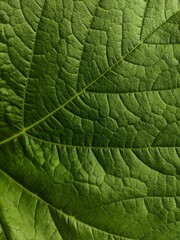 green leaf texture