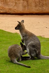 mother of red-necked wallaby nursing her calf