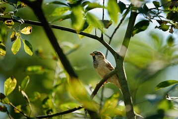house sparrow resting in the treetop