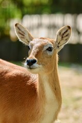 female of lechwe basking in the sun