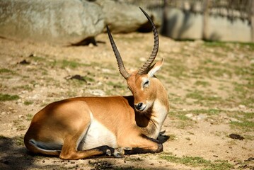 male of lechwe basking in the sun