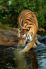 Siberian tiger by the water