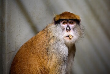 detail of a patas monkey with food in its mouth