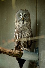 great grey owl in captivity
