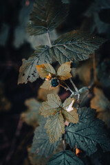 Close up blackberry branch autumn bush concept photo. Outdoors in rural morning.