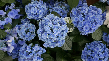 blue hydrangea flowers